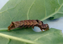 Dot Moth (Melanchra persicariae)