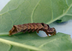 Svart hagefly (Melanchra persicariae)