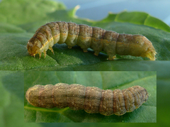 Kålfly (Mamestra brassicae)