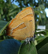 Brown Hairstreak (Thecla betulae)