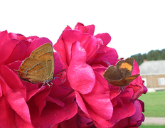 Brown Hairstreak (Thecla betulae)