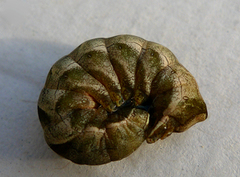 Dot Moth (Melanchra persicariae)