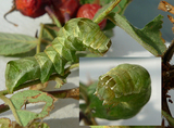 Svart hagefly (Melanchra persicariae)
