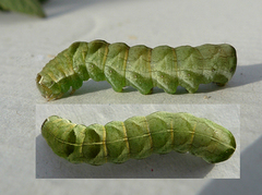 Svart hagefly (Melanchra persicariae)