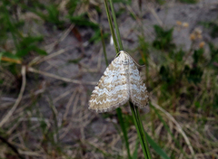 Englundmåler (Perizoma albulata)