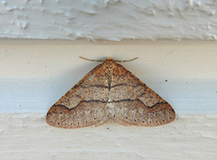 Dotted Border (Agriopis marginaria)