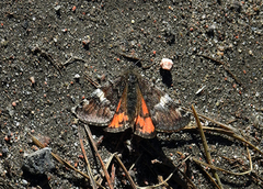 Orange Underwing (Archiearis parthenias)