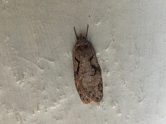 Dawn Flat-body (Semioscopis steinkellneriana)
