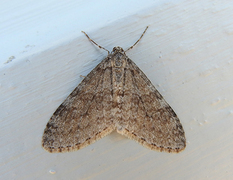 Early Tooth-striped (Trichopteryx carpinata)