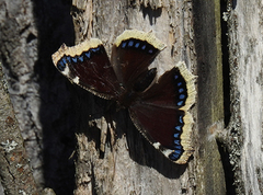 Sørgekåpe (Nymphalis antiopa)