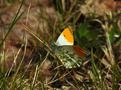 Aurorasommerfugl (Anthocharis cardamines)