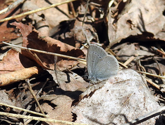 Small Blue (Cupido minimus)