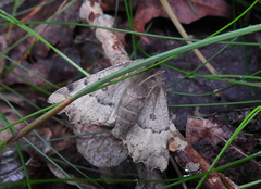 Scalloped Hazel (Odontopera bidentata)