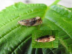 Honeysuckle Bell (Eucosmomorpha albersana)
