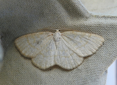 Common Wave (Cabera exanthemata)