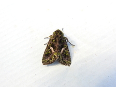 Orache Moth (Trachea atriplicis)