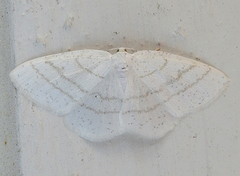 Common White Wave (Cabera pusaria)