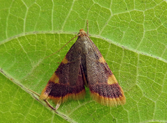 Purpurhalmmott (Hypsopygia costalis)