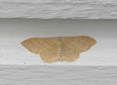 Bueengmåler (Idaea straminata)