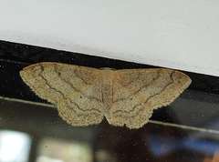 Vinkelengmåler (Idaea aversata)