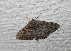 Mottled Beauty (Alcis repandata)