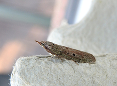 Bee Moth (Aphomia sociella)