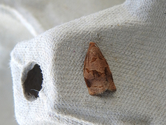 Rose Tortrix (Archips rosana)