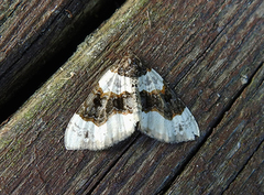 Purple Bar (Cosmorhoe ocellata)
