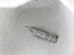 Scotch Crest (Dichomeris juniperella)