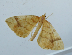 Gul bærmåler (Eulithis mellinata)