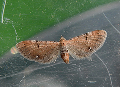 Brun dvergmåler (Eupithecia absinthiata)