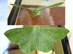Large Emerald (Geometra papilionaria)