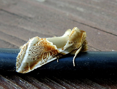 Buff Arches (Habrosyne pyritoides)