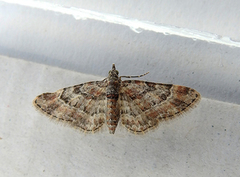 Double-striped Pug (Gymnoscelis rufifasciata)