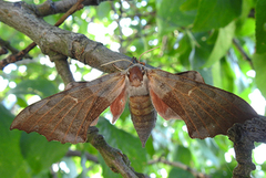 Poplar Hawk-moth (Laothoe populi)