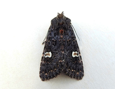 Dot Moth (Melanchra persicariae)