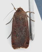 Large Yellow Underwing (Noctua pronuba)