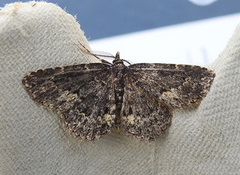 Waved Black (Parascotia fuliginaria)
