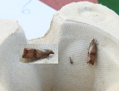 Barred Marble (Celypha striana)