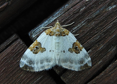 Rubinmåler (Plemyria rubiginata)