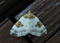 Blue-bordered Carpet (Plemyria rubiginata)