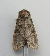 Grey Arches (Polia nebulosa)