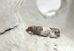 Epleknoppvikler (Spilonota ocellana)