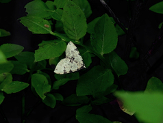 Svartflekket olivenmåler (Colostygia pectinataria)