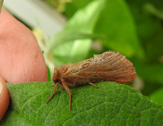 Rød roteter (Triodia sylvina)