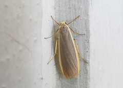 Common Footman (Eilema lurideola)
