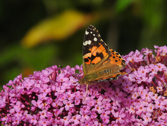 Tistelsommerfugl (Vanessa cardui)