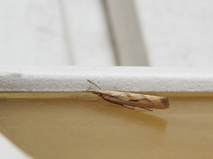 Barred Grass-veneer (Agriphila inquinatella)