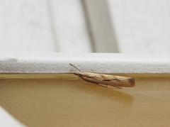 Gul nebbmott (Agriphila inquinatella)