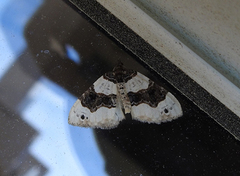 Purple Bar (Cosmorhoe ocellata)